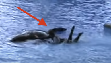 The Kayla Orca Incident Real Video Footage