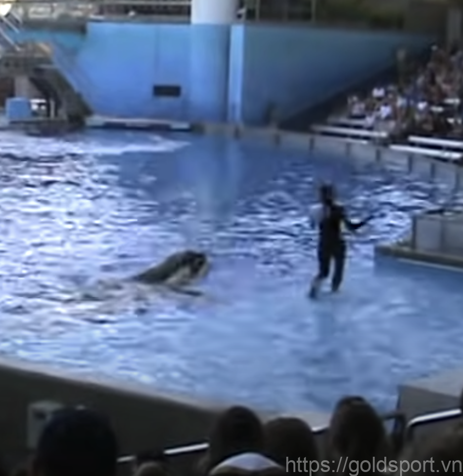 Seaworld's Role And Response: A Balancing Act