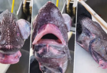 The Fish Video Viral: Exploring The Phenomenon Sweeping Tiktok