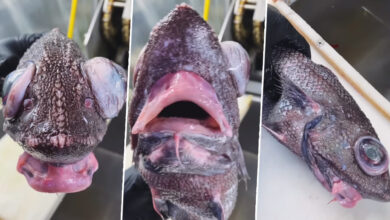 The Fish Video Viral: Exploring The Phenomenon Sweeping Tiktok