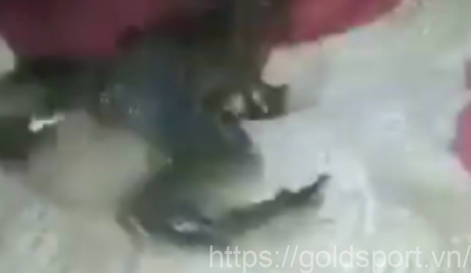 Unveiling The Controversy: How The Frog Video Sparked A Debate